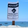 California Surfer Survived a Shark Attack After Great White Shark Bit Him