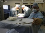 In a First, U.S. Surgeons Successfully Transplanted a Pig's Kidney Into a Human