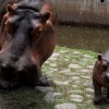 MEXICO-ANIMAL-ZOO-HIPPO