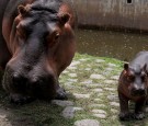 MEXICO-ANIMAL-ZOO-HIPPO