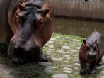 MEXICO-ANIMAL-ZOO-HIPPO