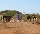 Dairy Farming In Waikato