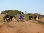 Dairy Farming In Waikato