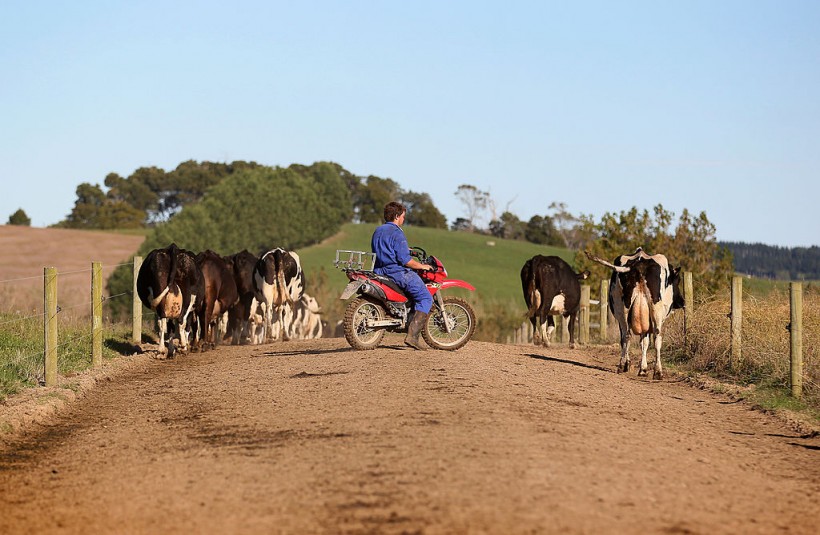 Dairy Farming In Waikato