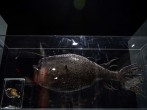 FRANCE-SCIENCE-OCEANS-BIOLOGY-ANIMALS-MUSEUM-EXHIBITION