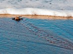 Rare Sea Turtle Found on UK Beach! Experts Say Its a Sign of Kemp's Ridley Sea Turtle Recovery 