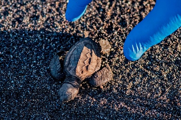 Rare Sea Turtle Found on UK Beach! Experts Say Its a Sign of Kemp's Ridley Sea Turtle Recovery 