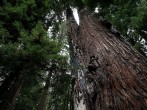 Coastal Redwood trees