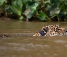 Brazil Wildfires Killed Around 17 Million Animals in the Pantanal Wetlands