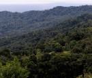 Costa Rica Protected Forest