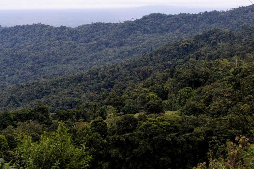 Costa Rica Protected Forest