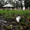 Why Are Fish Falling From the Sky in Texas? Bizarre 'Fish Rain' Explained
