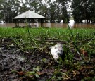 Why Are Fish Falling From the Sky in Texas? Bizarre 'Fish Rain' Explained