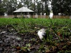 Why Are Fish Falling From the Sky in Texas? Bizarre 'Fish Rain' Explained