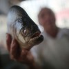 Deadly Piranha Attacks in Paraguay Killed 4 People, Injured More Than 20 Others