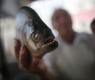 Deadly Piranha Attacks in Paraguay Killed 4 People, Injured More Than 20 Others