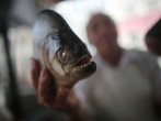 Deadly Piranha Attacks in Paraguay Killed 4 People, Injured More Than 20 Others
