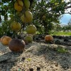 Florida Homeowners to Receive $42 Million for Citrus Trees Destroyed 16 Years After Their Legal Battle Began