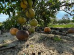 Florida Homeowners to Receive $42 Million for Citrus Trees Destroyed 16 Years After Their Legal Battle Began