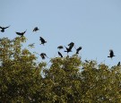  Crows fly over a tree in Los Angeles, Ca