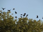  Crows fly over a tree in Los Angeles, Ca