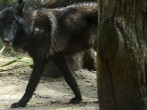 California Judge Restores Gray Wolf Protections Across Much of U.S., Reviving Federal Recovery Efforts