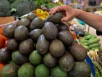 Mexico: US Lifts Ban on Avocado Imports, Expert Predicts Short-Lived Shortage