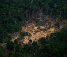 Amazon Rainforest Nearing Dangerous Environmental “Tipping Point”; Trees May Die Off en Masse – Researchers