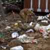 Horrific Discovery in Mexico: More Than 100 Dogs Found Dead in Toxic Landfill in Amecameca