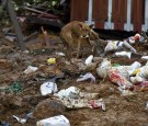 Horrific Discovery in Mexico: More Than 100 Dogs Found Dead in Toxic Landfill in Amecameca