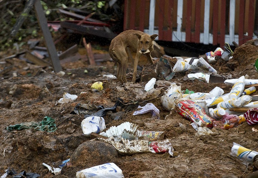 Horrific Discovery in Mexico: More Than 100 Dogs Found Dead in Toxic Landfill in Amecameca