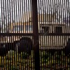 Mexico: Experts Predict Massive Wave of 170,000 Migrants in US-Mexico Border After Trump Policy Ends