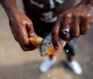 Brazil: Vicious Piranhas Eat Footballer's Flesh Down to Bone After Jumping in Lake to Flee From Police