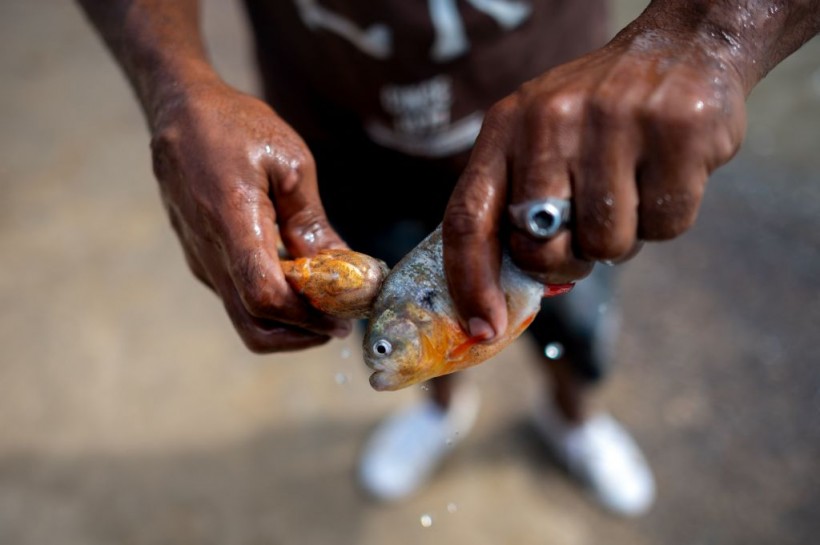 Brazil: Vicious Piranhas Eat Footballer's Flesh Down to Bone After Jumping in Lake to Flee From Police