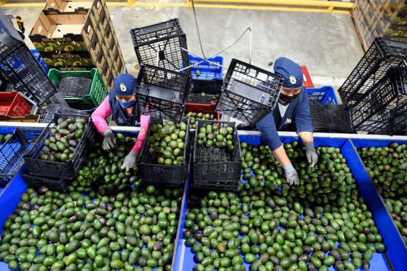 Avocado Prices Reach 24-year High in Aftermath of Mexico Import Ban 