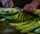 Puerto Rico Dishes: Here's What to Eat When Visiting the Caribbean Island