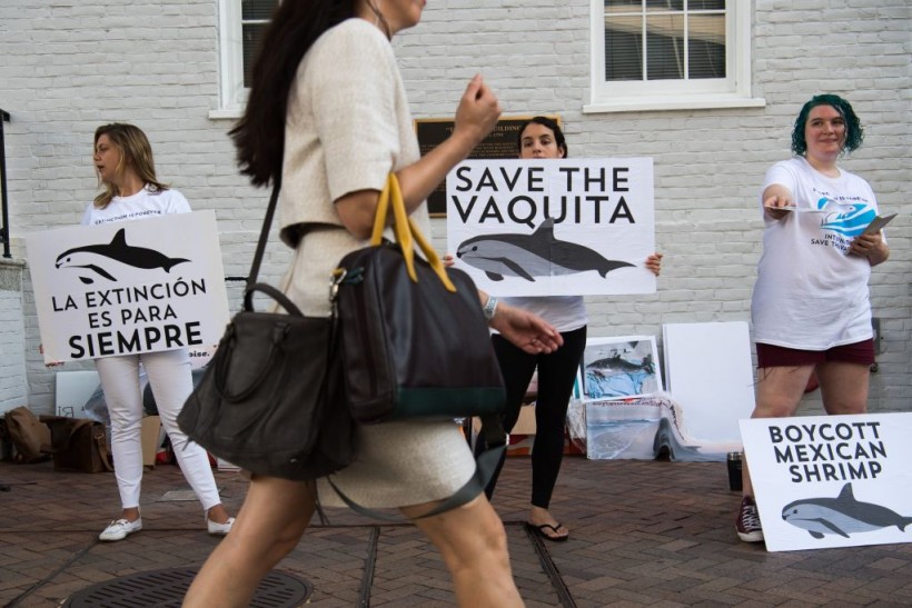 Mexican Navy Helping Protect Endangered Vaquita Marina Porpoises