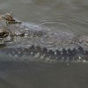 Mexico: 2 Colorado Men Suffer Injuries After Crocodile Attack in a Puerto Vallarta Resort