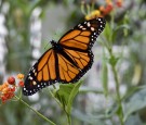 Monarch Butterflies: Most Beloved Butterflies in Mexico, US, Canada Now Endangered