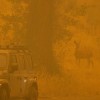 California Wildfire 2022: McKinney Fire Burns 51,000 Acres, Thunderstorm Could Make Matters Worse