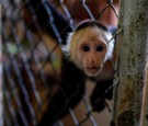 Brazil: Monkeys Getting Attacked in Brazil Due to Monkeypox Fears