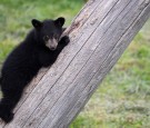 Mexico: Brutal Torture and Slaying of Bear Cub Sparks Anger, Massive Backlash