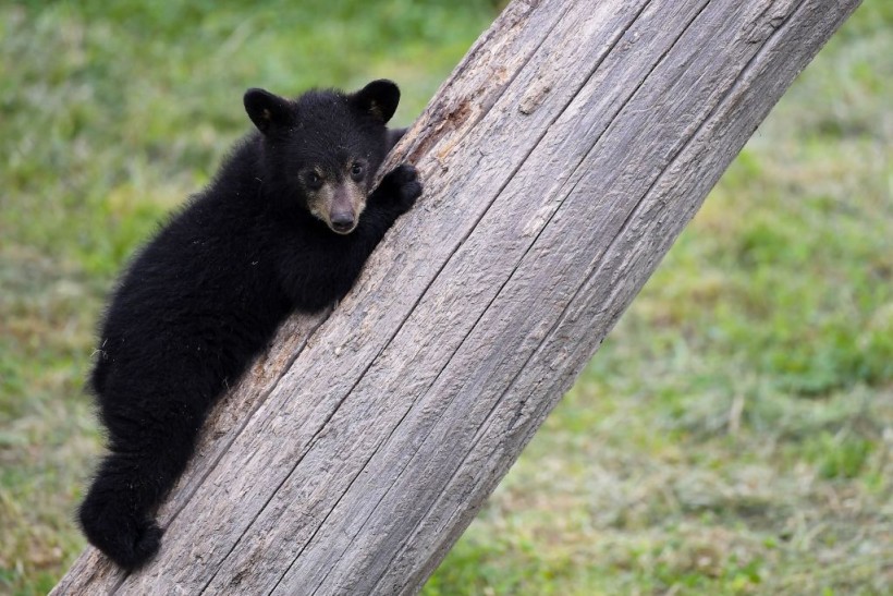 Mexico: Brutal Torture and Slaying of Bear Cub Sparks Anger, Massive Backlash