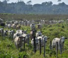 Brazil: Last Man of Isolated Indigenous Tribe Dies