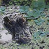 Florida Wildlife Park Director Loses Hand After Alligator Bite