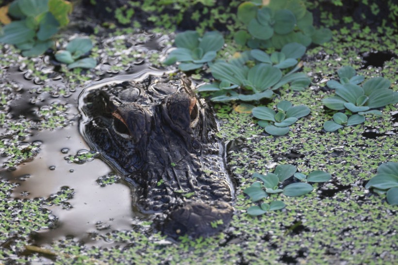Florida Wildlife Park Director Loses Hand After Alligator Bite