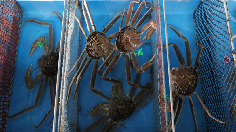 Alaska Stops Snow Crabs Harvest Due to Shortage  