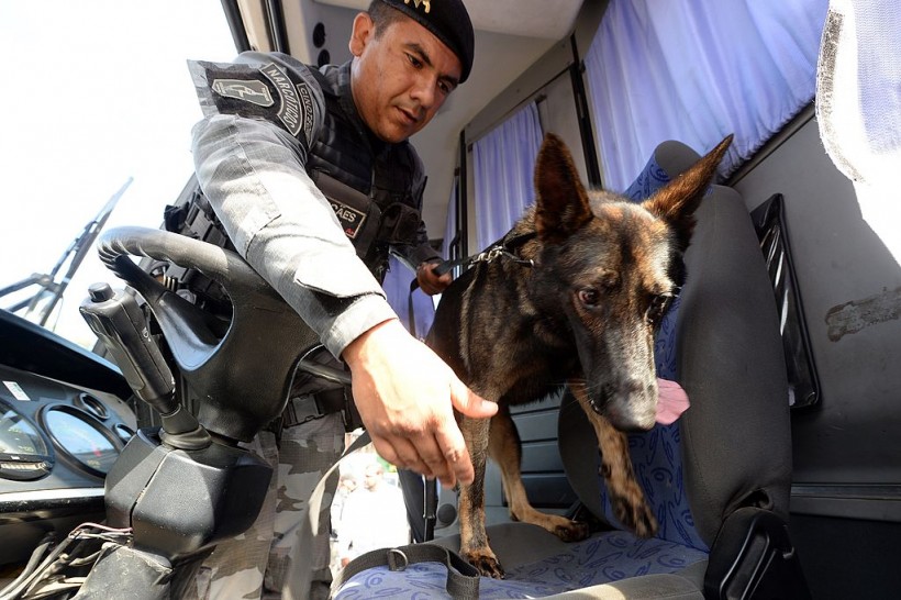 Brazil: Here’s Why Police Dog, Corporal Oliveira, Is Going Viral 