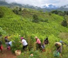 Colombia Cocaine: UN Says Coca Crops Grew to ‘Historic Levels’ Last Year