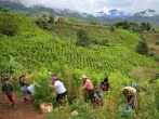 Colombia Cocaine: UN Says Coca Crops Grew to ‘Historic Levels’ Last Year